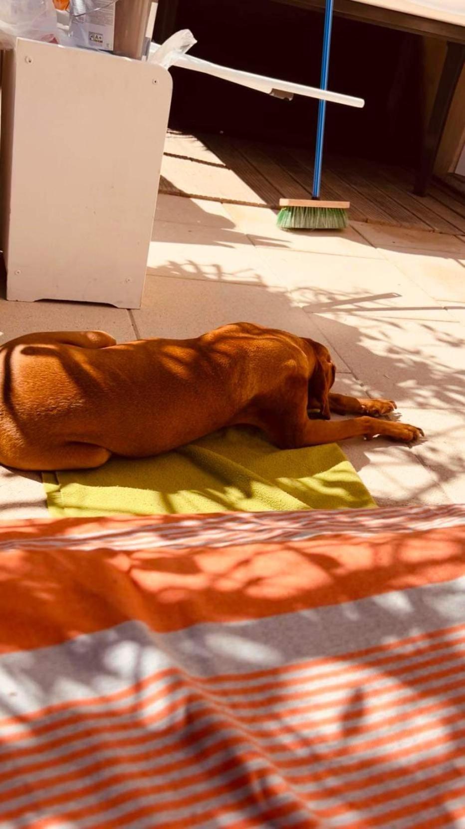 Plage / Beach / Marines De Gassin / Saint-Tropez Dış mekan fotoğraf